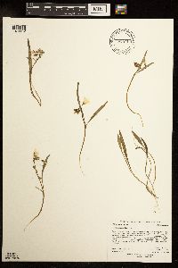 Media resource of Claytonia virginica