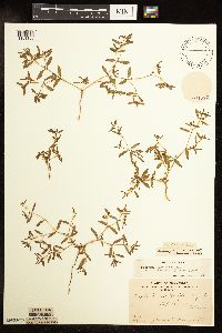 Euphorbia missurica image
