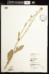 Brassica rapa image