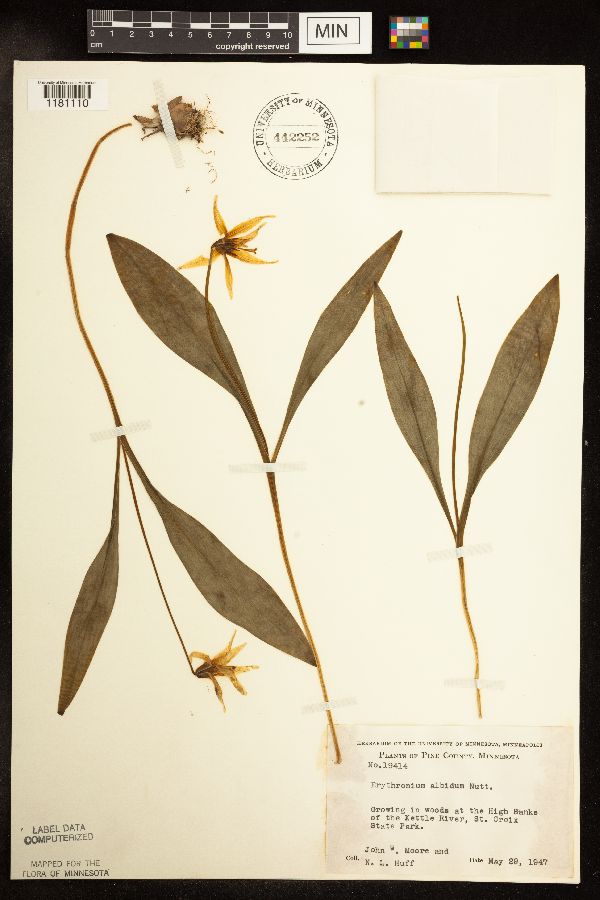 Erythronium albidum image