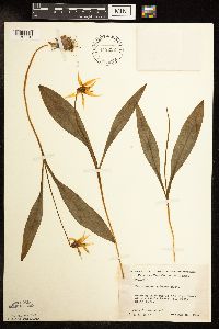 Media resource of Erythronium albidum