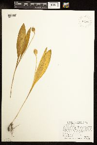 Erythronium albidum image