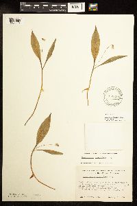 Media resource of Erythronium propullans