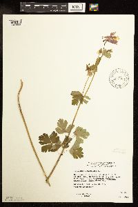 Aquilegia canadensis image