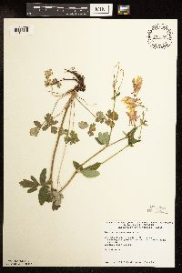 Aquilegia canadensis image