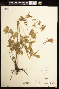 Aquilegia canadensis image