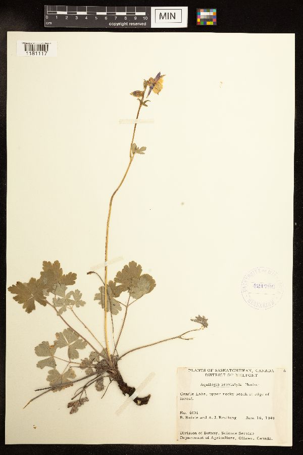 Aquilegia brevistyla image
