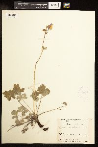 Image of Aquilegia brevistyla