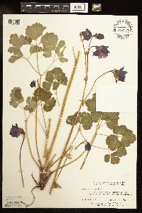 Image of Aquilegia vulgaris