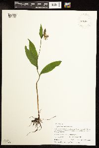 Media resource of Cypripedium arietinum