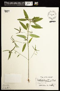 thumbnail image of current specimen