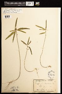 thumbnail image of current specimen