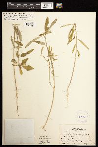 thumbnail image of current specimen