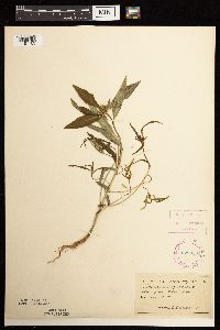 thumbnail image of current specimen