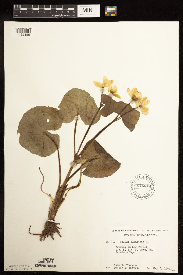 Caltha palustris image
