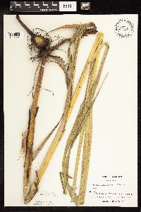 Bolboschoenus fluviatilis image