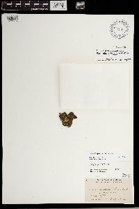 Sticta fuliginosa image