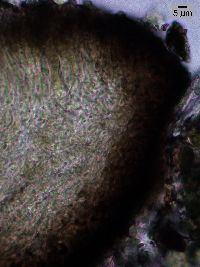 Lambiella caeca image