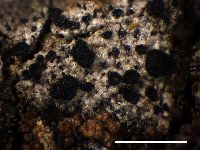 Lambiella caeca image