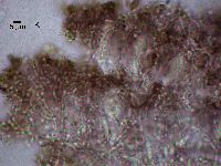 Lambiella caeca image