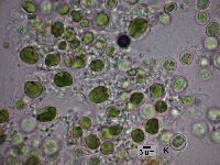 Lambiella caeca image