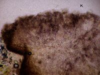 Lambiella caeca image