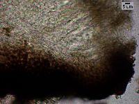 Lambiella caeca image