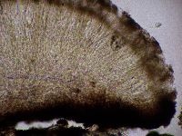 Lambiella caeca image