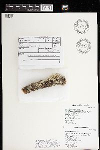 Ramalina sinensis image