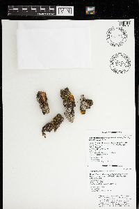 Physconia detersa image