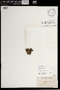 Image Associated With the Occurrence