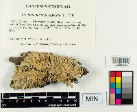 Flavoparmelia caperata image