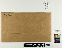 Lobaria pulmonaria image