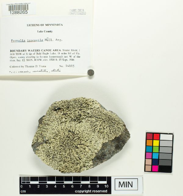 Xanthoparmelia hypopsila image