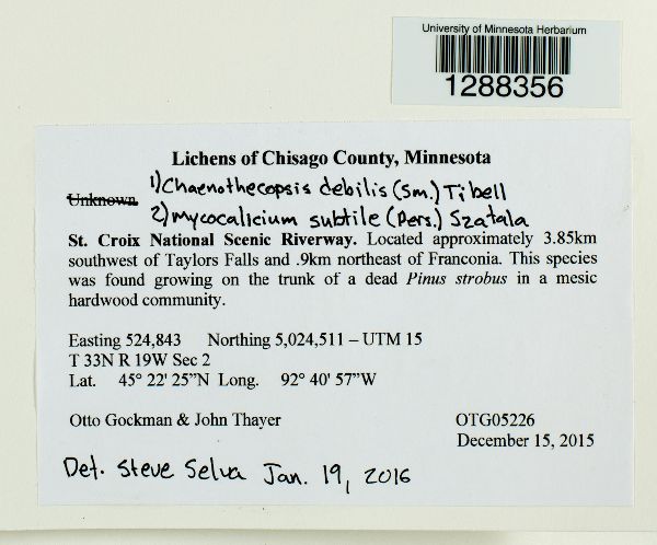 Chaenothecopsis debilis image