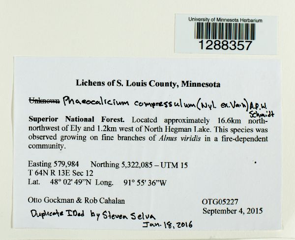 Phaeocalicium compressulum image