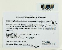 Media resource of Phaeocalicium compressulum