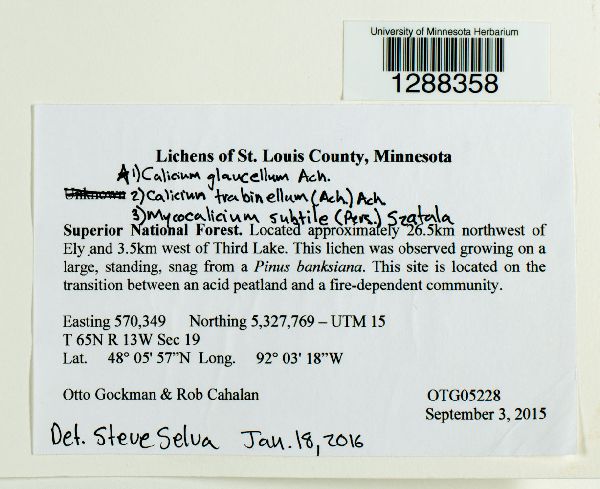 Calicium glaucellum image