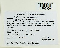 Calicium glaucellum image