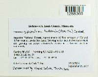 Sphinctrina turbinata image