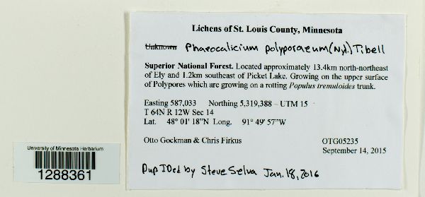 Phaeocalicium polyporaeum image