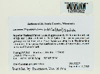 Mycocalicium subtile image