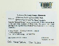 Media resource of Calicium trabinellum