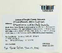 Chaenothecopsis debilis image