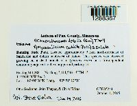 Chaenothecopsis debilis image