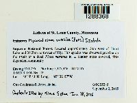 Mycocalicium subtile image