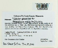 Calicium glaucellum image