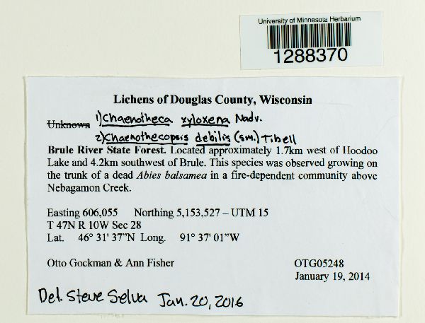 Chaenotheca xyloxena image