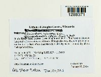 Chaenotheca xyloxena image