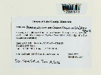 Phaeocalicium populneum image